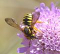 Trachusa interrupta